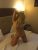 izmit-escort-bayan-meltem-8